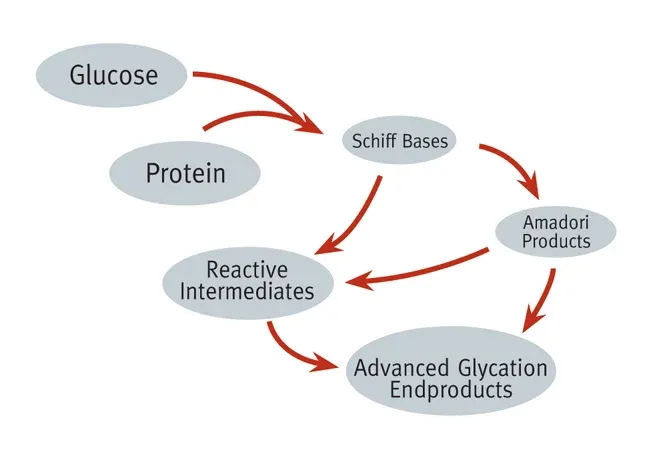 Diagramma dell'accumulo di AGE nel corso della vita