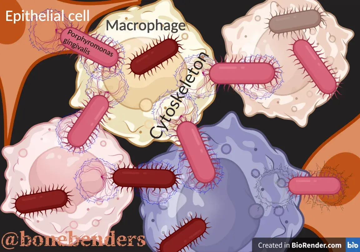I batteri gengivali invadono le nostre cellule