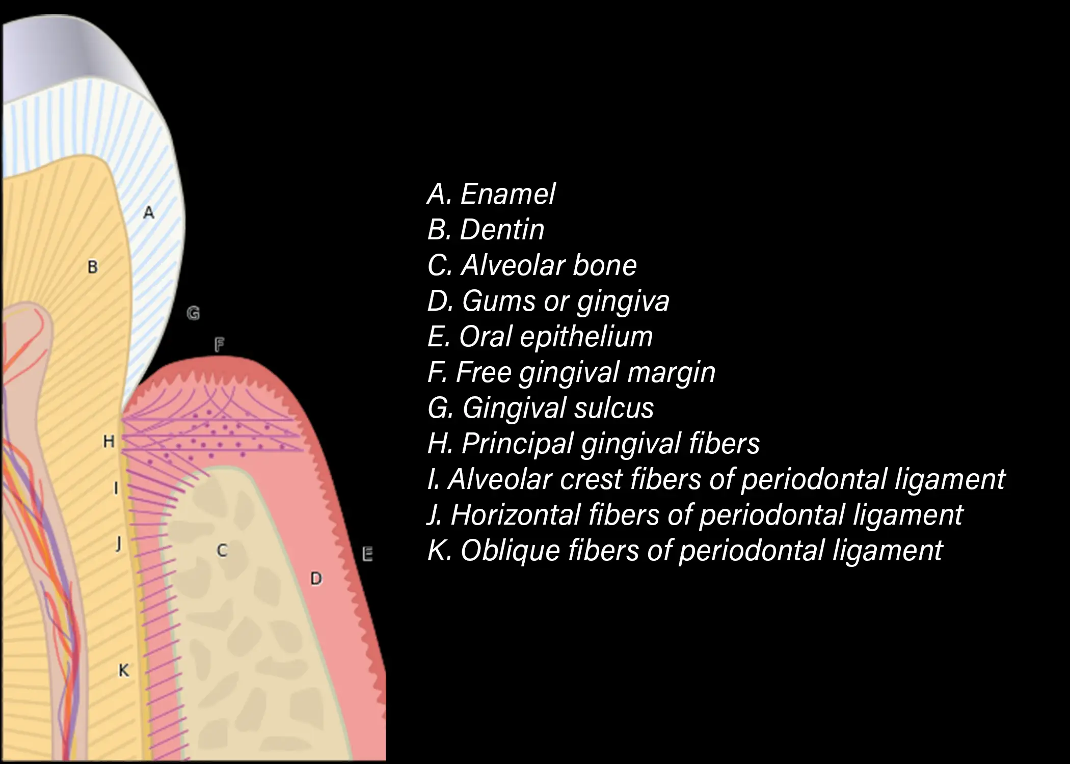 Schema dei gruppi di fibre principali del legamento parodontale: dentogengivali, transettali, della cresta alveolare, orizzontali, oblique, apicali e interradicolari