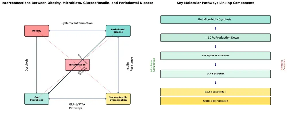 I meccanismi fisiopatologici della parodontite, disbiosi intestinale, iperinsulinemia, e obesità