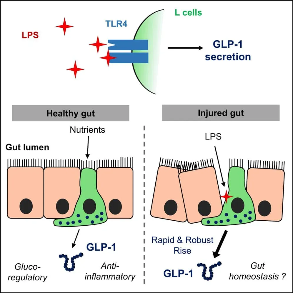 Glucagon-like peptide 1 (GLP-1) is a hormone released from enteroendocrine L cells. Although first described as a glucoregulatory incretin hormone, GLP-1 also suppresses inflammation and promotes mucosal integrity. Here, we demonstrate that plasma GLP-1 levels are rapidly increased by lipopolysaccharide (LPS) administration in mice via a Toll-like receptor 4 (TLR4)-dependent mechanism. Experimental manipulation of gut barrier integrity after dextran sodium sulfate treatment, or via ischemia/reperfusion experiments in mice, triggered a rapid rise in circulating GLP-1. This phenomenon was detected prior to measurable changes in inflammatory status and plasma cytokine and LPS levels. In human subjects, LPS administration also induced GLP-1 secretion. Furthermore, GLP-1 levels were rapidly increased following the induction of ischemia in the human intestine. These findings expand traditional concepts of enteroendocrine L cell biology to encompass the sensing of inflammatory stimuli and compromised mucosal integrity, linking glucagon-like peptide secretion to gut inflammation.