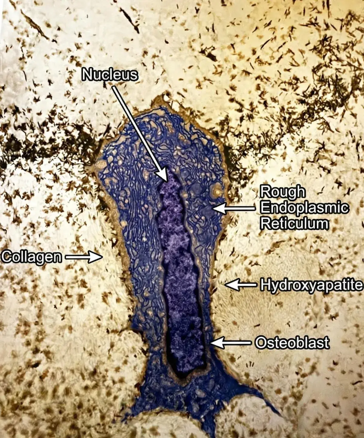 L’osso è statico solo in apparenza