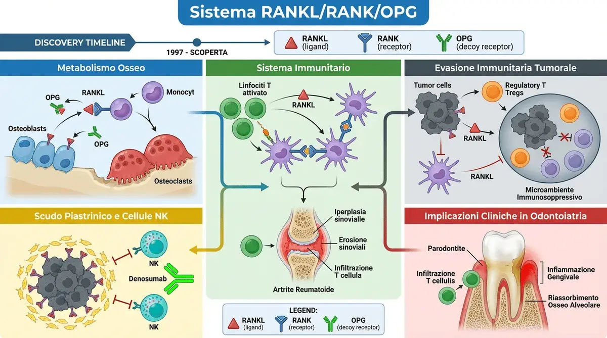 Mediatori del metabolismo osseo: molecole con 1000 funzioni