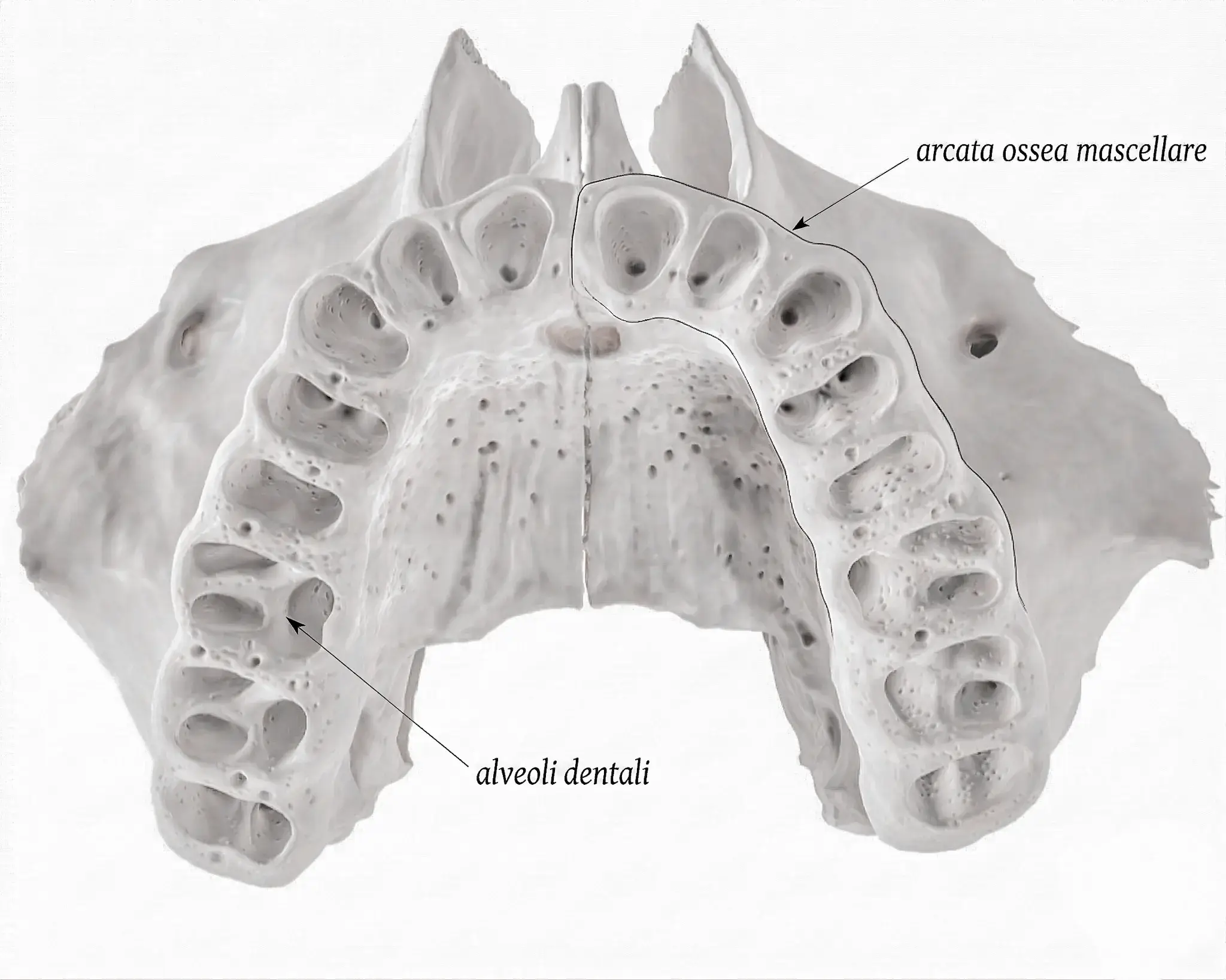 Ossa con gli alveoli: anatomia dell'osso alveolare mascellare e mandibolare