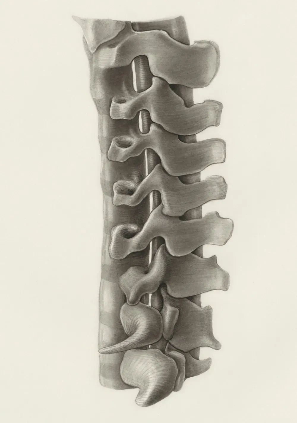 Vertebre disegno