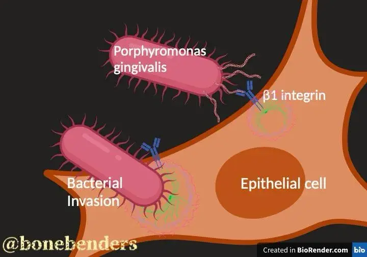 Integrina Beta-1: Chiave dell’Invasione del Porphyromonas