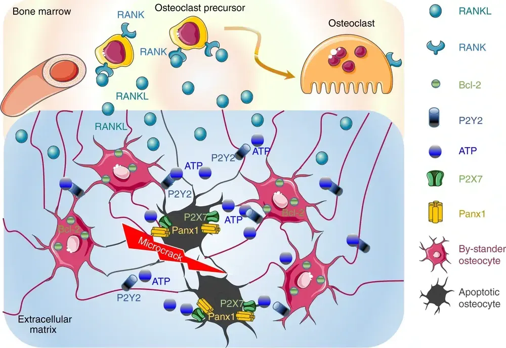 Schema del messaggio Find Me degli osteociti apoptotici: rilascio di ATP e RANKL per attivare il rimodellamento osseo