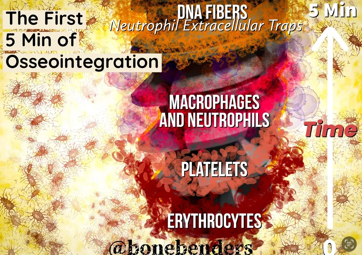 “Lègami!” Sangue e Titanio: L’amore nasce in cinque minuti.”