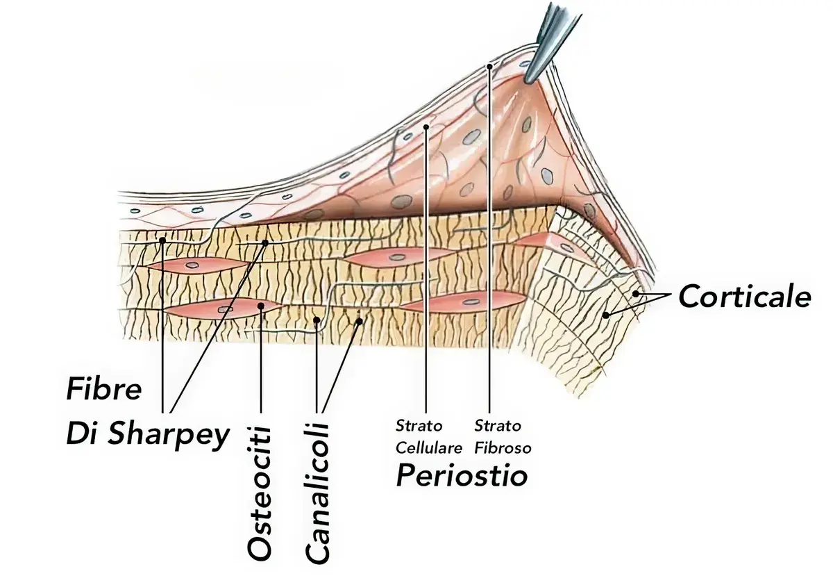 Split Crest: serve davvero lo spessore parziale?